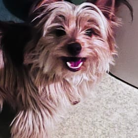 Shalom-ShaSha Bear