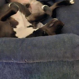 Floppy