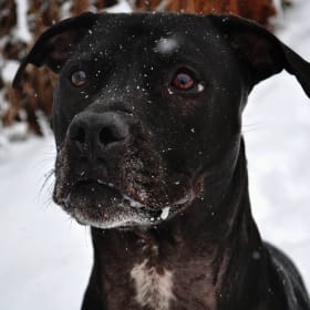 Zeus