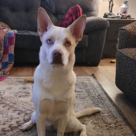 Cora