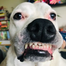 Daphne