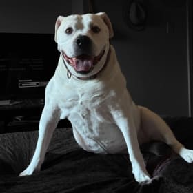 Ziva