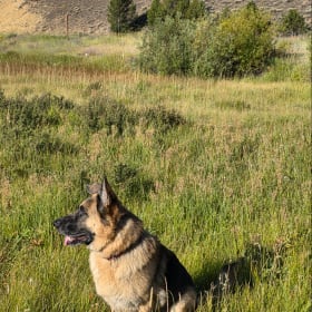 Myshka