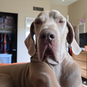 Duke