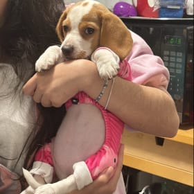 delilah
