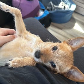 Chico