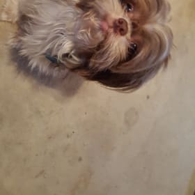 Teddy