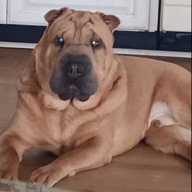 Otis