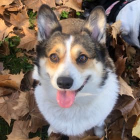 Nora