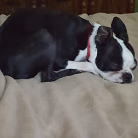 Brutus
