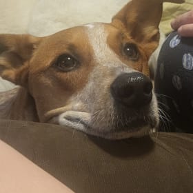 Kopper