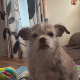 Stella