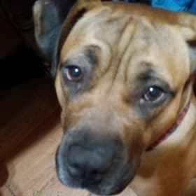 The mystical adventures of little miss princess hazey-may the magical horsey dog will return after these messages