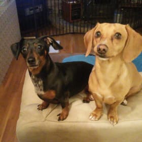 Bella and Tucker