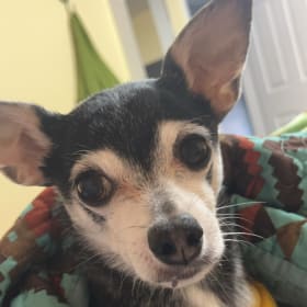 Nacho