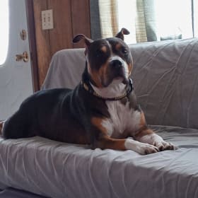 Bull