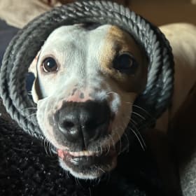 Petey Pinkerton