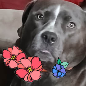 Molly Debbie Rose