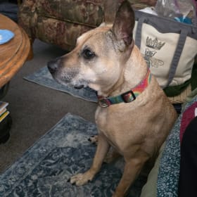 Sky Taffy Touch senior dog rescue