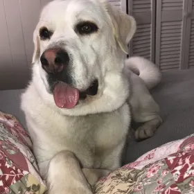 Amos