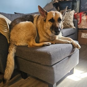 Sarge