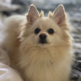 Cotton