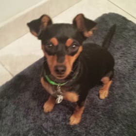 Taz