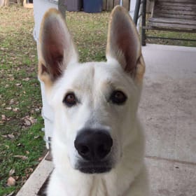 Bolt