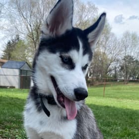 Loki