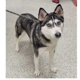 Nova