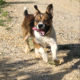 Samson needs a home plz help
