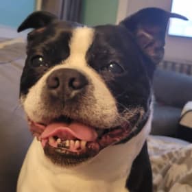 Basil