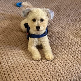 Louie