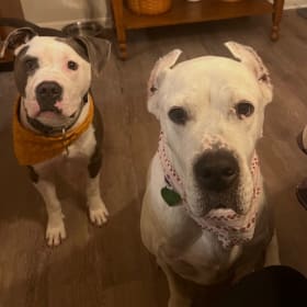 Bleu and Nebbi