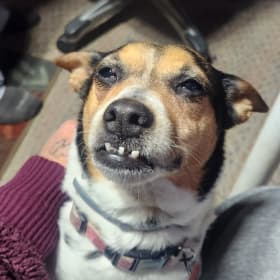 Sammi