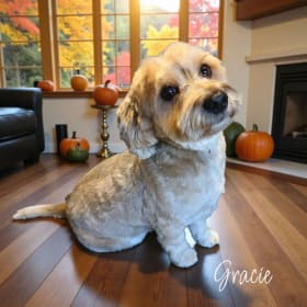 Gracie