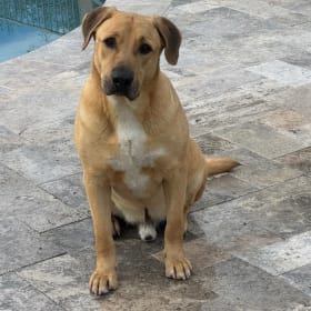 Fisher my foster pup