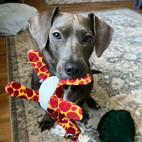 Sadie