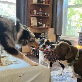 Dogs