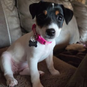 Poppy