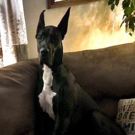 Jadis