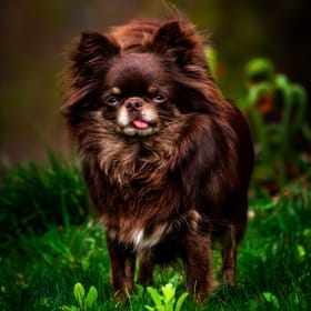 Koda