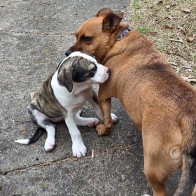 Ginger and Cooper