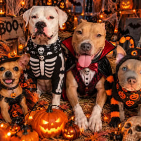 GIGI-ZEUS-LYLA-PIG en el concurso de fotos de Halloween