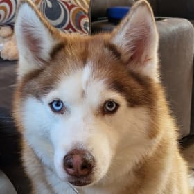 Akita
