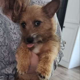 Maple