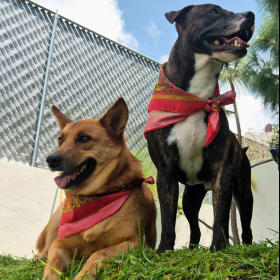 Vito y Tony