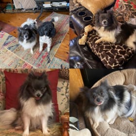 Soujah Boi Pom Chickadee poodle