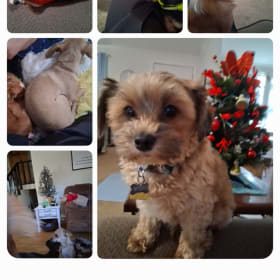 Buddy