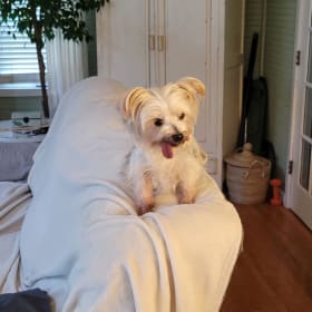 Mollie